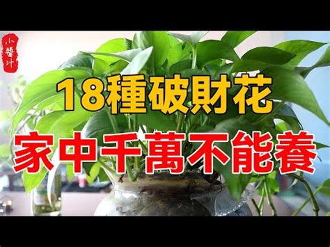 百合花 招財|9種超招財花卉指南：讓你的錢包瞬間爆滿 